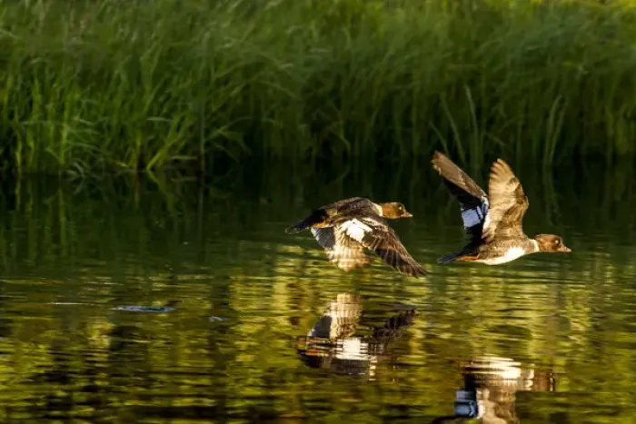 Framed Print : Female Barrows Goldeneyes in flight in Grand Teton National Park, Wyoming, USA Framed Print : Female Barrows Goldeneyes in flight in Grand Teton National Park, Wyoming, USA