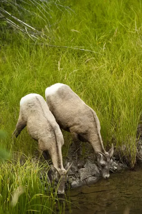 Framed Print : Female big horn sheep in Jasper National Park, Alberta, Canada Framed Print : Female big horn sheep in Jasper National Park, Alberta, Canada