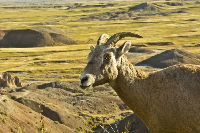 Framed Print : female Bighorn Sheep; in landscape; Badlands Loop Road; Badlands National Park; South Framed Print : female Bighorn Sheep; in landscape; Badlands Loop Road; Badlands National Park; South