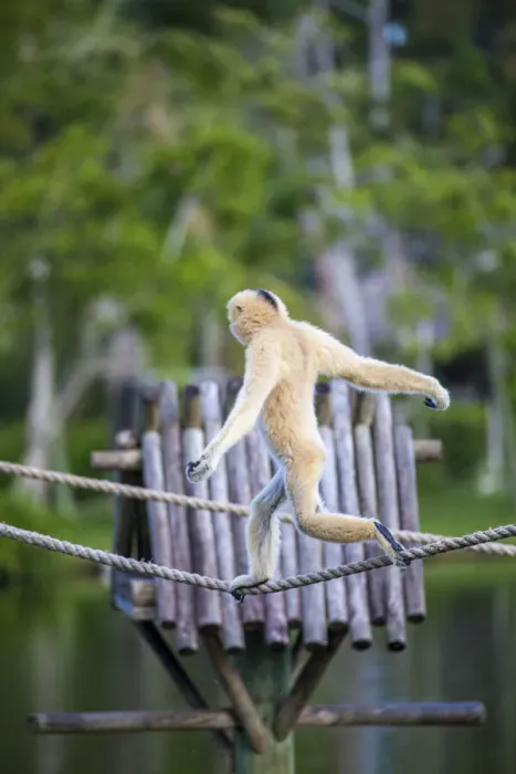 Framed Print : A female (blonde) buff-cheeked gibbon displays perfect balance as it walks across a tight