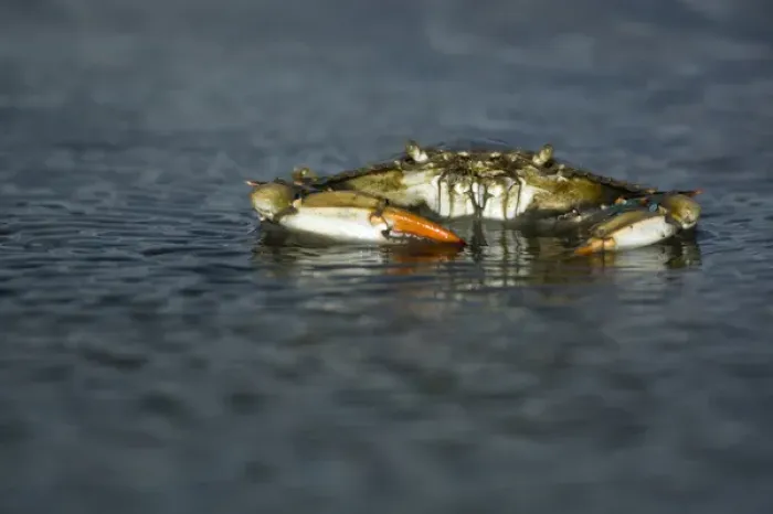 Framed Print : (Female) Blue Crab on mudflats, Welder flats, Texas Framed Print : (Female) Blue Crab on mudflats, Welder flats, Texas