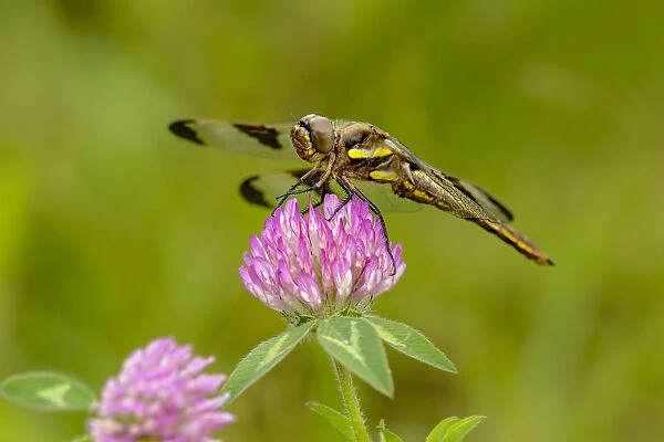 Female Blue Dasher dragonfly on clover, Pachydiplax longipennis, Kentucky