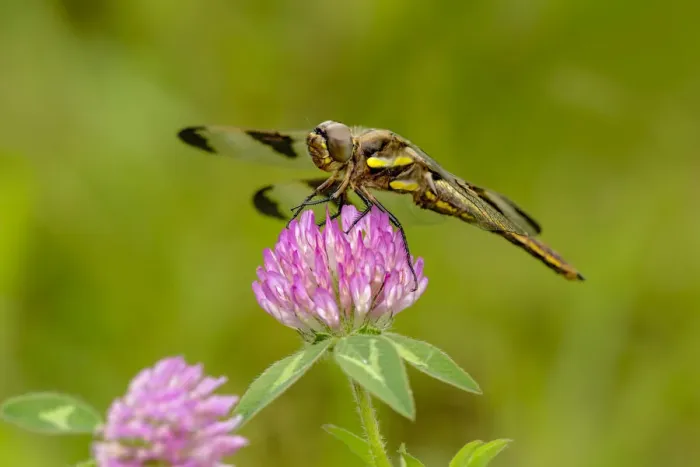 Framed Print : Female Blue Dasher dragonfly on clover, Pachydiplax longipennis, Kentucky