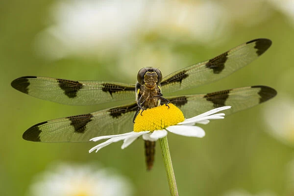 Female Blue Dasher dragonfly on daisy, Pachydiplax longipennis, Kentucky