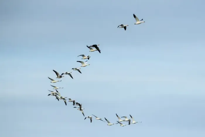 Framed Print : Female blue winged teal (Anas discors) in flight at Funk WPA near Minden, Nebraska, USA
