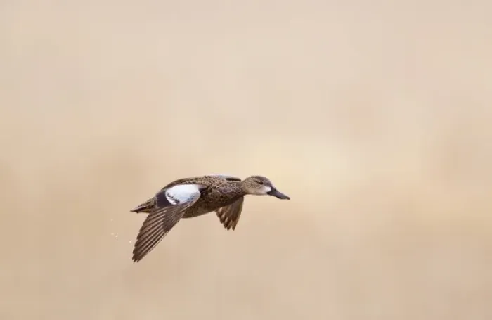 Framed Print : Female blue winged teal (Anas discors) in flight at Funk WPA near Minden, Nebraska, USA Framed Print : Female blue winged teal (Anas discors) in flight at Funk WPA near Minden, Nebraska, USA