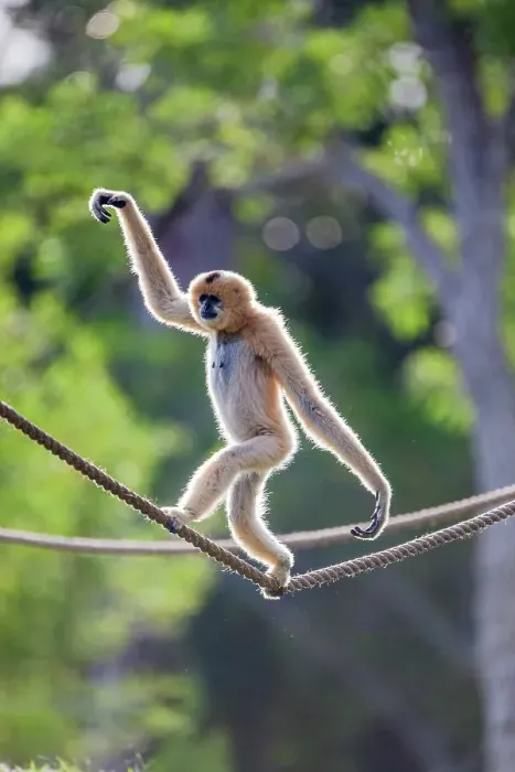 Framed Print : A female buff-cheeked gibbon easily walks across a suspended rope Framed Print : A female buff-cheeked gibbon easily walks across a suspended rope