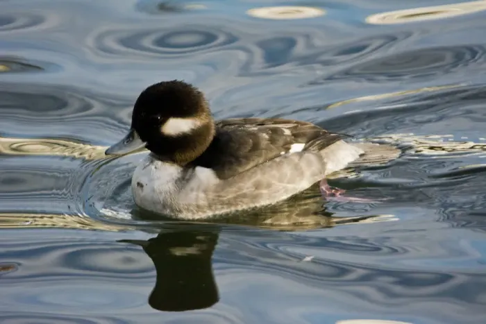 Framed Print : Female Bufflehead, Dawson Creek Park, Hillsboro, Oregon, USA Framed Print : Female Bufflehead, Dawson Creek Park, Hillsboro, Oregon, USA