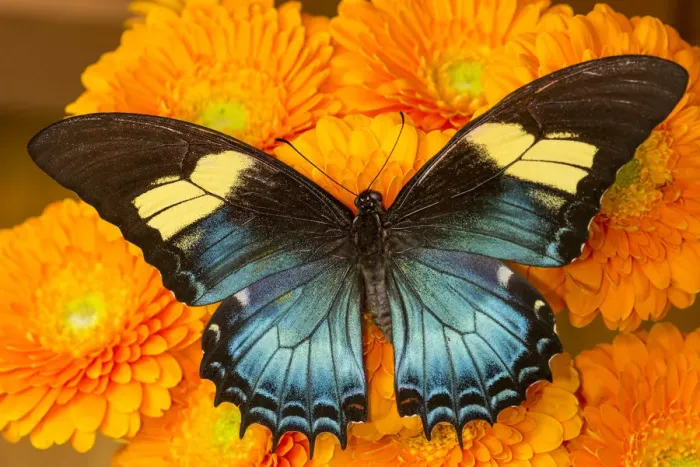 Framed Print : Female butterfly (papilio androgeos) from Peru on orange gerber daisies Framed Print : Female butterfly (papilio androgeos) from Peru on orange gerber daisies