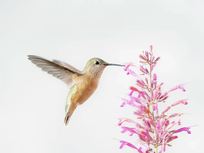 Framed Print : Female calliope hummingbird in flight, east mountain backyard, New Mexico Framed Print : Female calliope hummingbird in flight, east mountain backyard, New Mexico