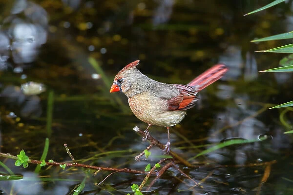 A female cardinal