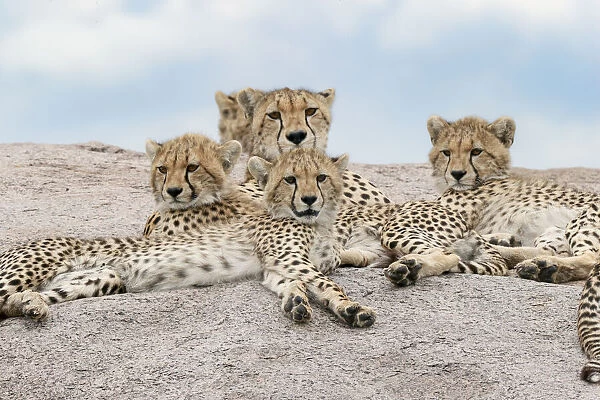 Female cheetah with five large cubs on kopje, Serengeti National Park, Tanzania, Africa