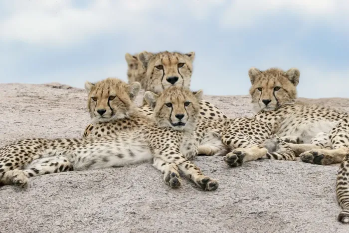 Framed Print : Female cheetah with five large cubs on kopje, Serengeti National Park, Tanzania, Africa Framed Print : Female cheetah with five large cubs on kopje, Serengeti National Park, Tanzania, Africa