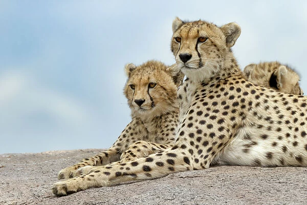 Female cheetah with five large cubs on kopje, Serengeti National Park, Tanzania, Africa