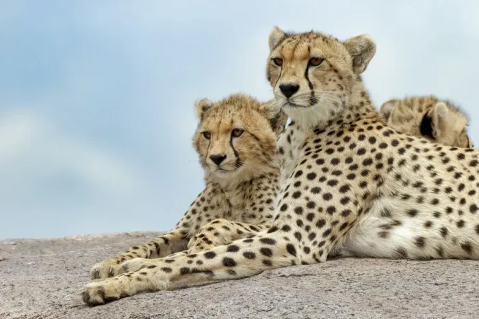 Framed Print : Female cheetah with five large cubs on kopje, Serengeti National Park, Tanzania, Africa Framed Print : Female cheetah with five large cubs on kopje, Serengeti National Park, Tanzania, Africa