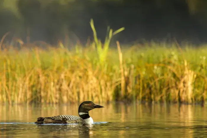 Framed Print : Female common loon with newborn chick on Beaver Lake near Whitefish, Montana, USA Framed Print : Female common loon with newborn chick on Beaver Lake near Whitefish, Montana, USA