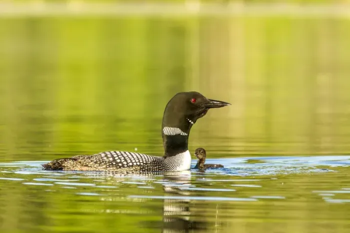 Framed Print : Female common loon with newborn chick on Beaver Lake near Whitefish, Montana, USA Framed Print : Female common loon with newborn chick on Beaver Lake near Whitefish, Montana, USA