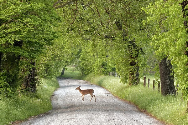 Female deer crossing Sparks Lane in morning, Cades Cove, Great Smoky Mountains National Park