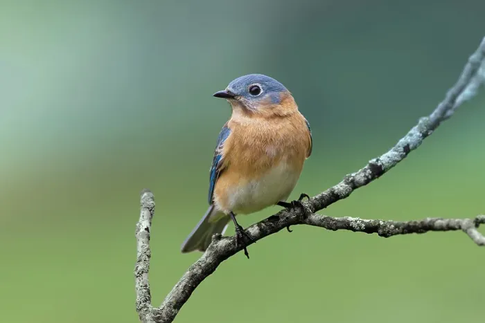 Framed Print : Female eastern bluebird, Kentucky Framed Print : Female eastern bluebird, Kentucky