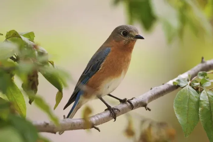 Framed Print : Female Eastern Bluebird, Sialia sialis Framed Print : Female Eastern Bluebird, Sialia sialis