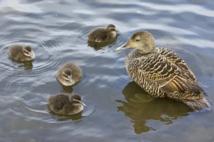 Framed Print : Female Eider duck and chicks swim in a city pond in Reykjavik, Iceland Framed Print : Female Eider duck and chicks swim in a city pond in Reykjavik, Iceland