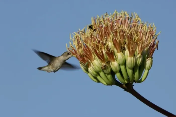 Framed Print : Female feeding on agave blossom, Portal, Chiricahua Mountains, Arizona, USA