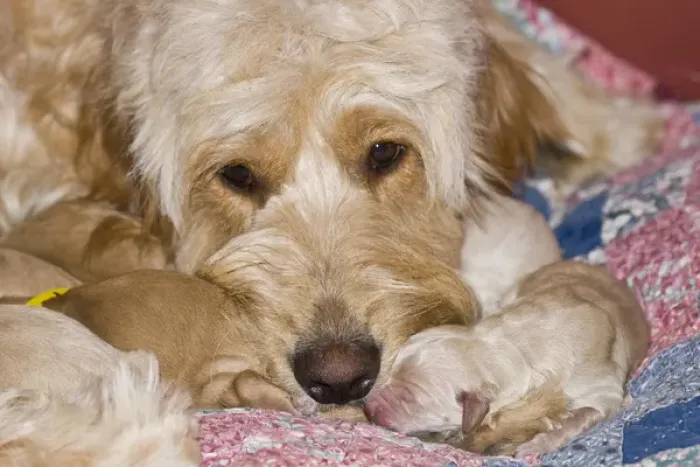 Framed Print : A female Goldendoodle with her newborn puppies