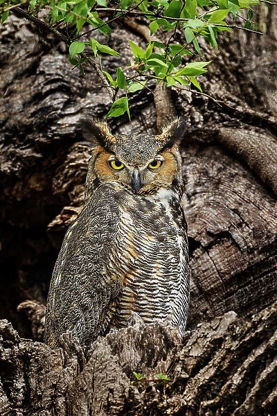 Female great horned owl roosting outside nesting cavity, Kentucky