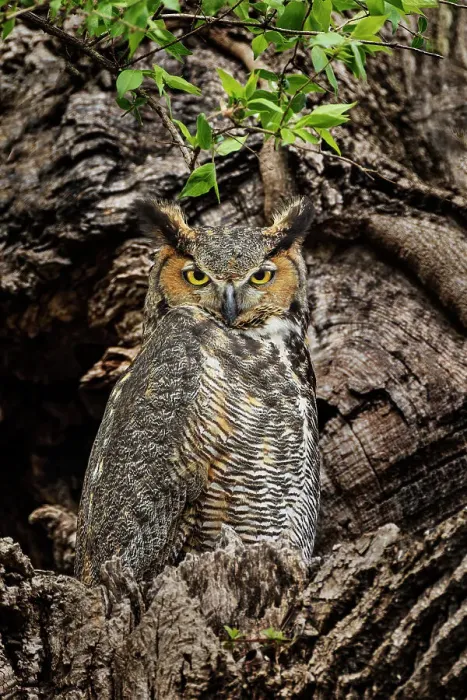 Framed Print : Female great horned owl roosting outside nesting cavity, Kentucky Framed Print : Female great horned owl roosting outside nesting cavity, Kentucky