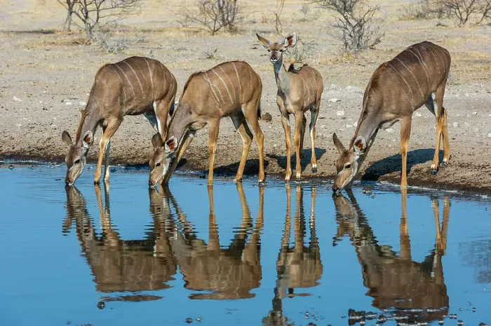 Framed Print : Female greater kudu, Tragelaphus strepsiceros, drinking at waterhole. Kalahari, Botswana Framed Print : Female greater kudu, Tragelaphus strepsiceros, drinking at waterhole. Kalahari, Botswana