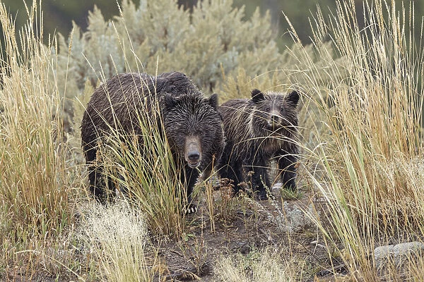 Female Grizzly bear (Brown Bear) with cub, Lamar Valley, Yellowstone National Park