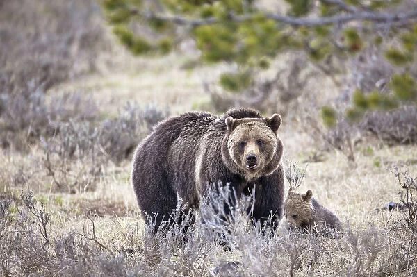 Female Grizzly bear and cub, Yellowstone National Park, Wyoming