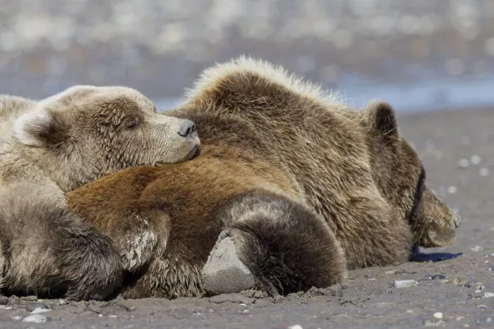Framed Print : Female grizzly bear with second year cub sleeping on her back, Lake Clark National Park and Preserve, Alaska