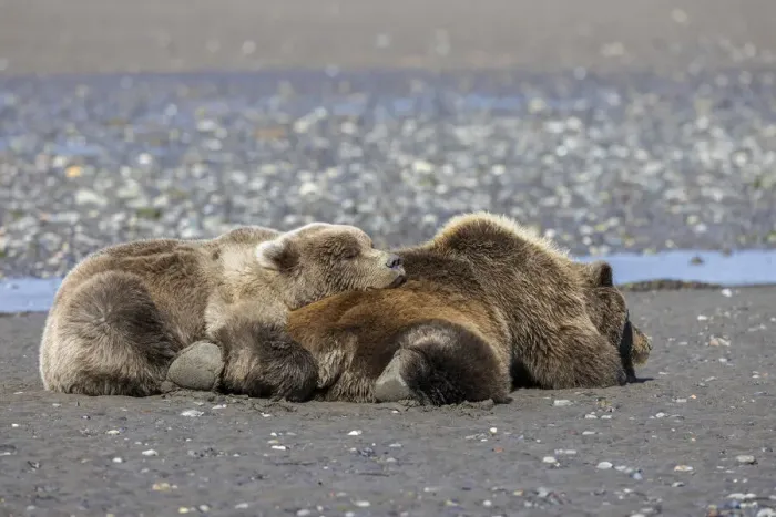 Framed Print : Female grizzly bear with second year cub sleeping on her back, Lake Clark National Park and Preserve, Alaska Framed Print : Female grizzly bear with second year cub sleeping on her back, Lake Clark National Park and Preserve, Alaska