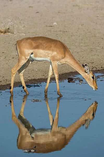 A female impala, Aepyceros melampus, drinking from a waterhole. Kalahari, Botswana