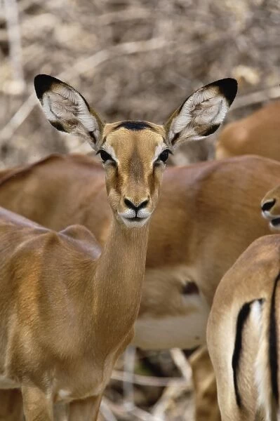 Female Impala, Aepyceros melampus, Samburu Game Reserve, Kenya