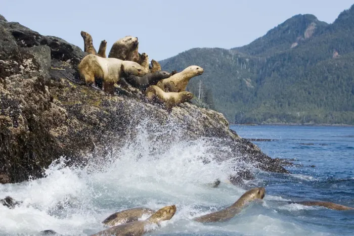 Framed Print : Female and juvenile steller sea lions on rookery, Eumetopias jubatus, Queen Charlotte Islands