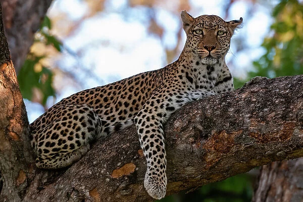 A female leopard, Panthera pardus, on a large tree branch looking at the camera. Khwai Concession, Okavango Delta, Botswana