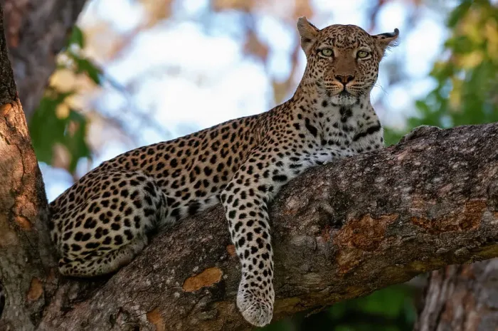 Framed Print : A female leopard, Panthera pardus, on a large tree branch looking at the camera. Khwai Concession, Okavango Delta, Botswana Framed Print : A female leopard, Panthera pardus, on a large tree branch looking at the camera. Khwai Concession, Okavango Delta, Botswana