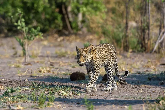 Framed Print : A female leopard, Panthera pardus, walking in Chobe National Park's Savuti marsh. Botswana Framed Print : A female leopard, Panthera pardus, walking in Chobe National Park's Savuti marsh. Botswana