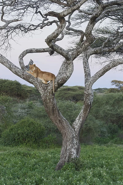 Female lion lies in joint of a gnarled acacia tree in jungle, in the evening, profile view