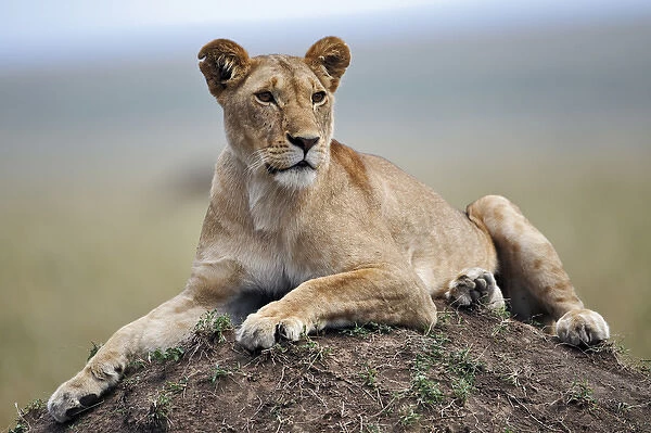 Female lion resting on termite mound, Masai Mara, Kenya, Africa