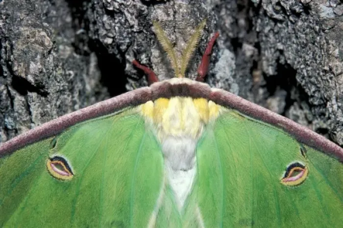Framed Print : Female Luna Moth (Actias luna)