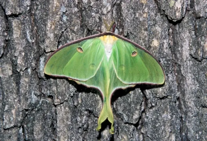 Framed Print : Female Luna Moth (Actias luna) Framed Print : Female Luna Moth (Actias luna)