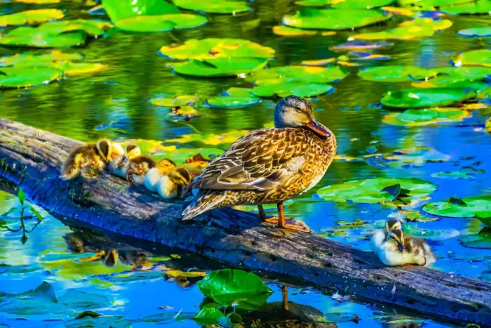 Framed Print : Female mallard duck and baby ducks, Juanita Bay Park, Kirkland, Washington State Framed Print : Female mallard duck and baby ducks, Juanita Bay Park, Kirkland, Washington State
