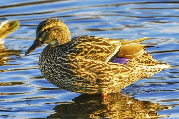 Framed Print : Female mallard duck, Juanita Bay Park, Kirkland Washington State Framed Print : Female mallard duck, Juanita Bay Park, Kirkland Washington State