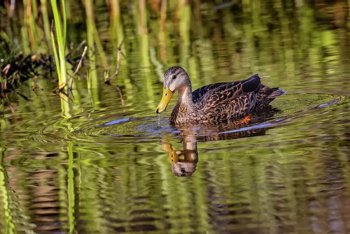 Framed Print : Female mallard and reflection, South Padre Island, Texas Framed Print : Female mallard and reflection, South Padre Island, Texas