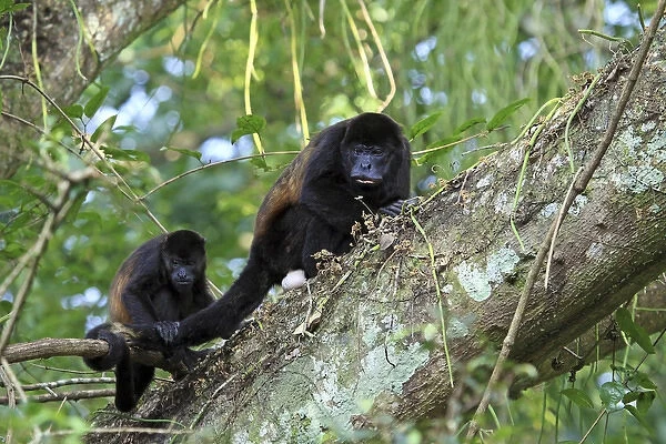 A female Mantled Howler Monkey (Alouatta palliata) in a tree with her young, Lomas