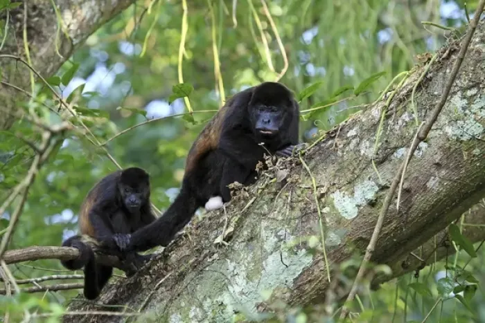 Framed Print : A female Mantled Howler Monkey (Alouatta palliata) in a tree with her young, Lomas Framed Print : A female Mantled Howler Monkey (Alouatta palliata) in a tree with her young, Lomas