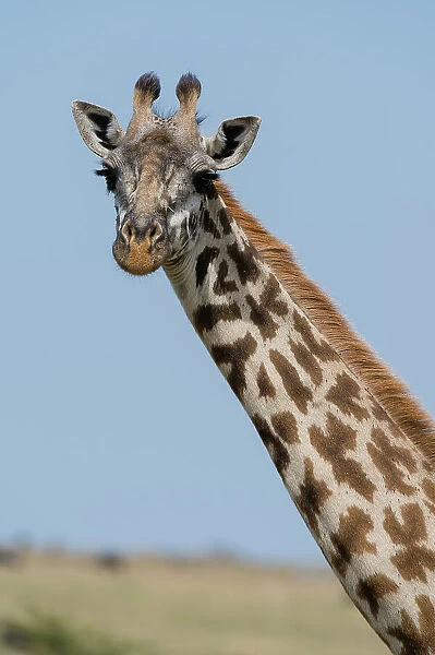 A female Masai giraffe, Giraffa camelopardalis Tippelskirchi, in Masai Mara National Reserve, Kenya, Africa